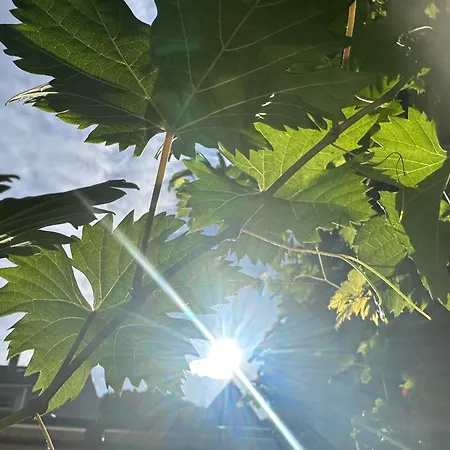 幸福酒店 酒店 莱茵河畔的宾根